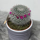 Cactus Bloeiend