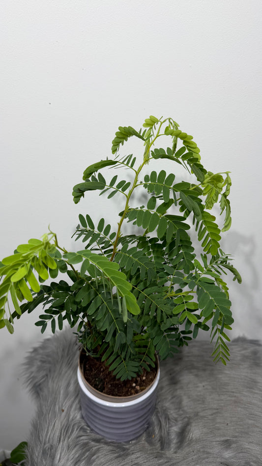 Tamarindus Indica