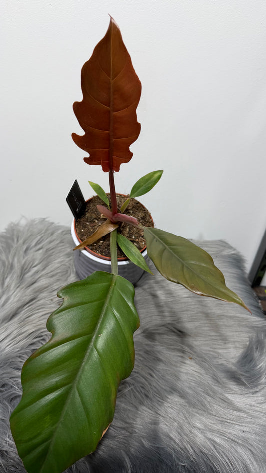 Philodendron Bipinnatifidum