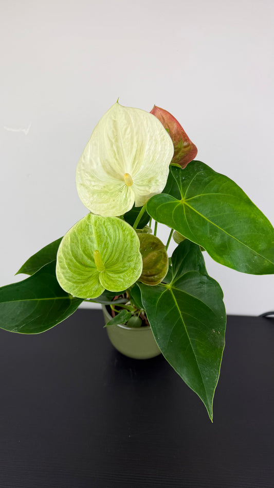 Anthurium White