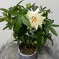 Passiflora Caerulea Constance