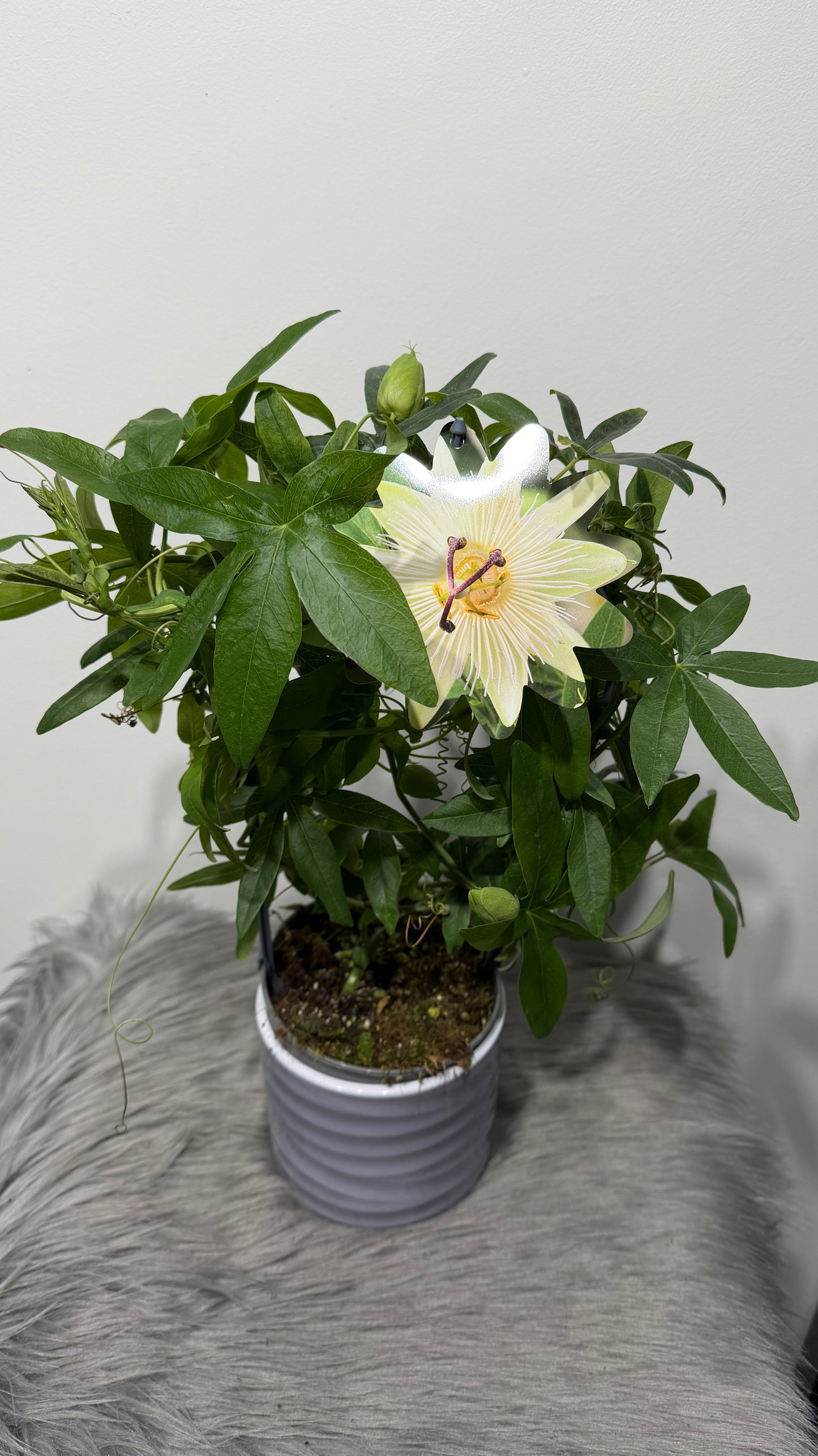 Passiflora Caerulea Constance