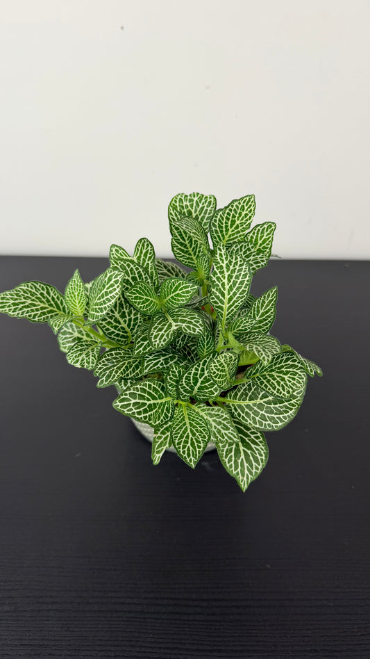 Fittonia 5