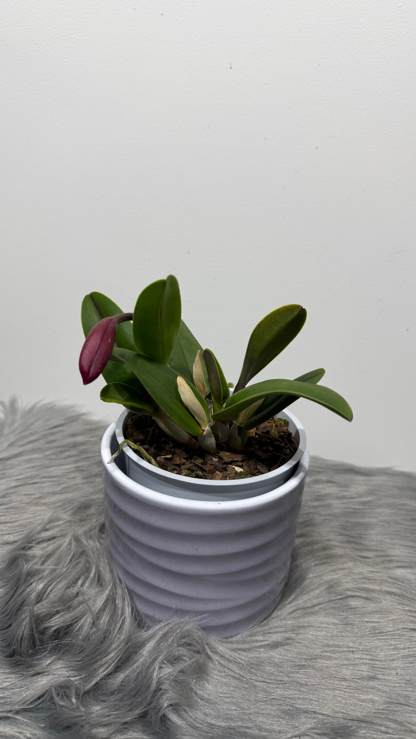 Cattleya Mix