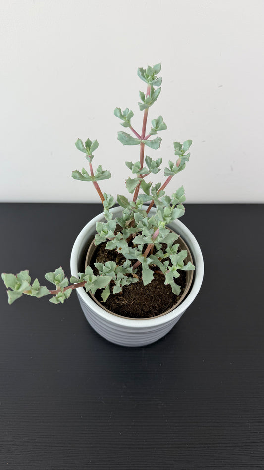 Crassula 7