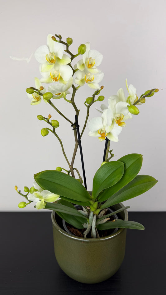 Phalaenopsis White