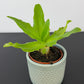 Ledebouria Concolor