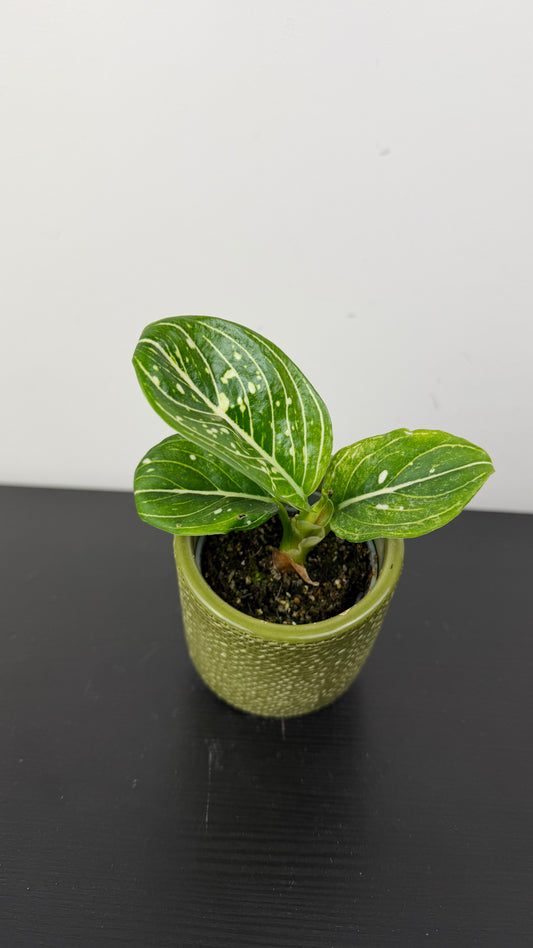 Aglaonema Tom’s Pride