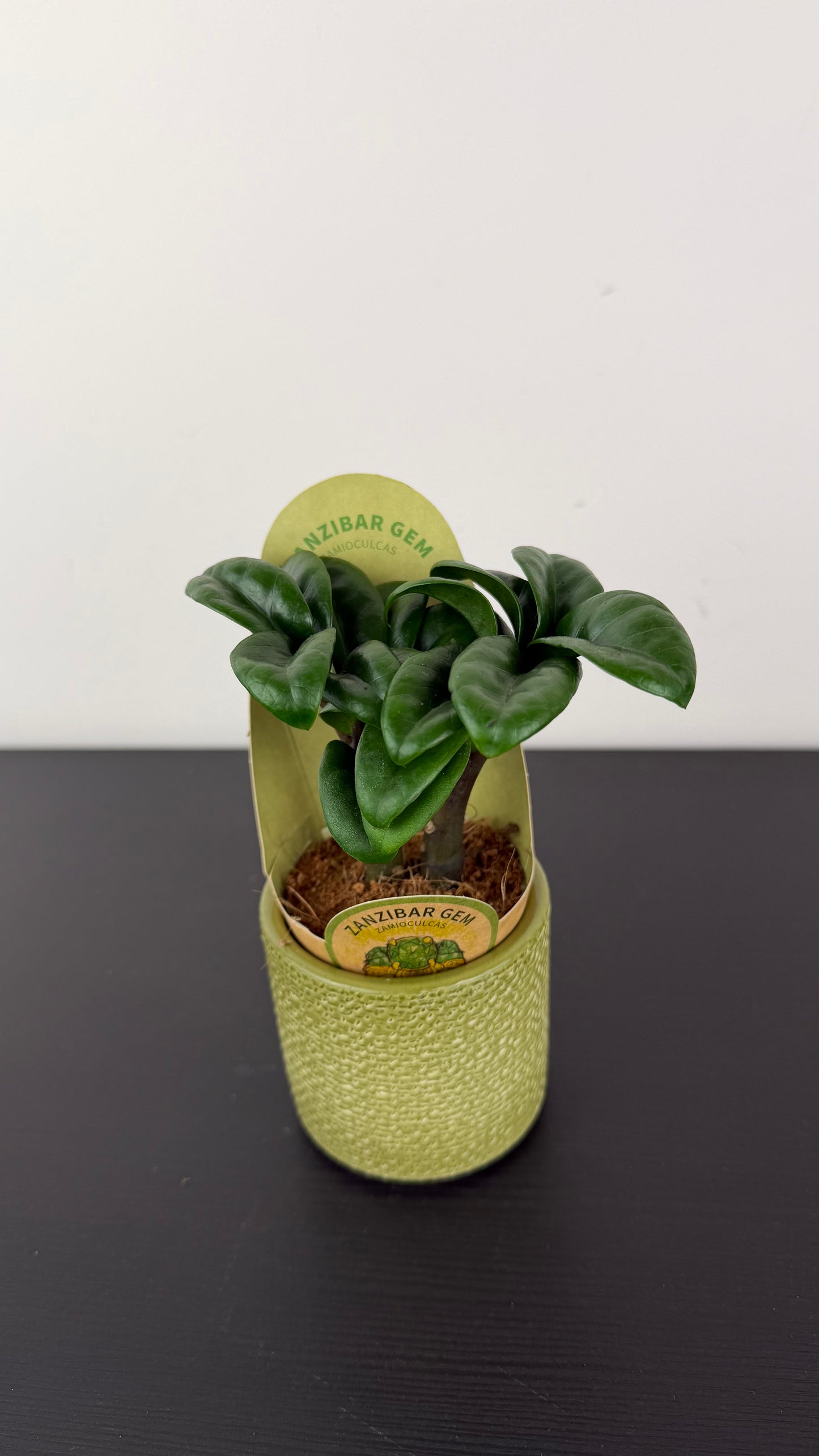 Zamioculcas Zenzi