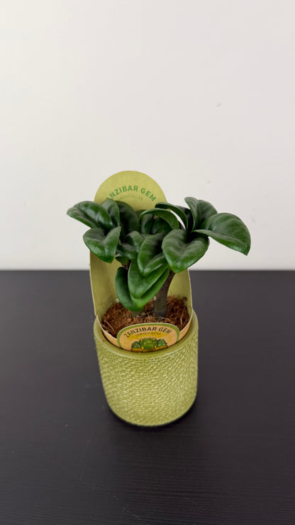 Zamioculcas Zenzi