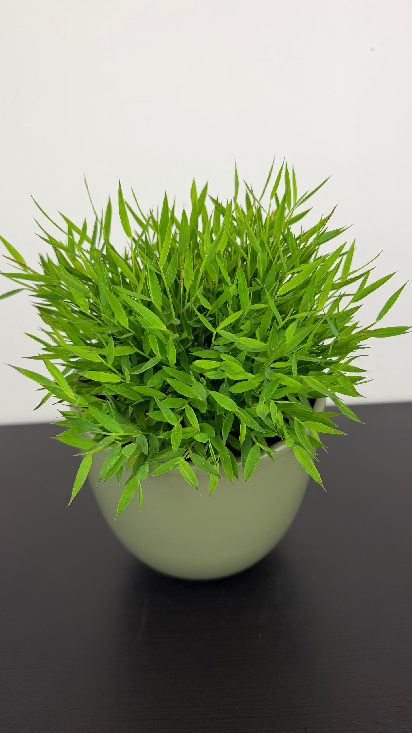 Pogonatherum Monica