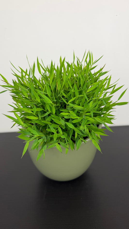 Pogonatherum Monica