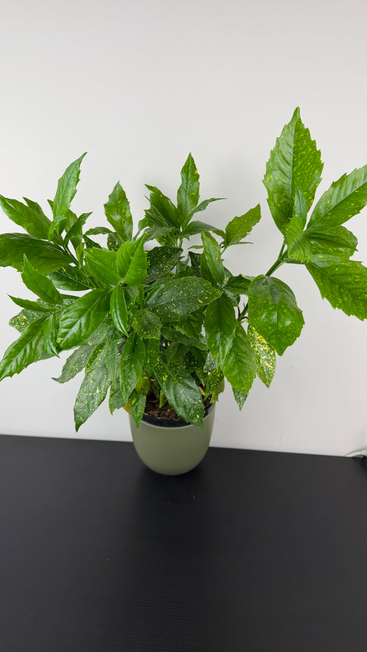 Aucuba japonica Crotonifoli