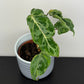Philodendron Gloriosum Snow Leopard