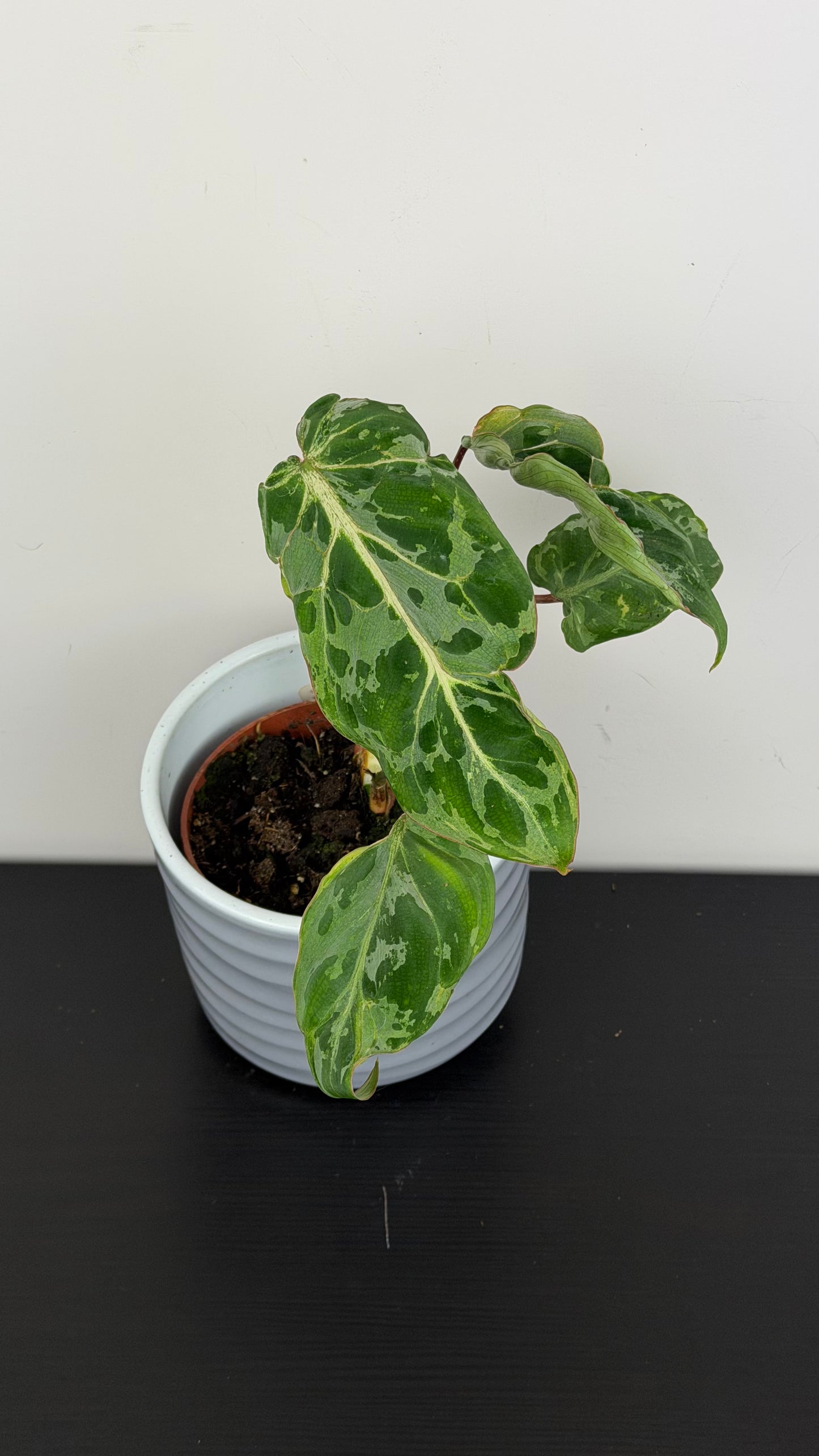 Philodendron Gloriosum Snow Leopard