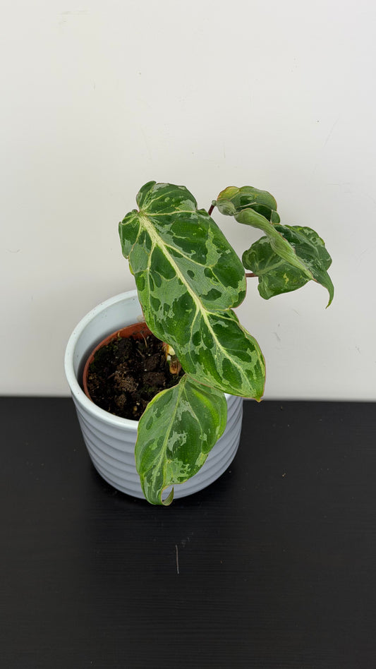 Philodendron Gloriosum Snow Leopard