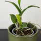 Cattleya Mix