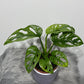 Monstera Adansonii mint