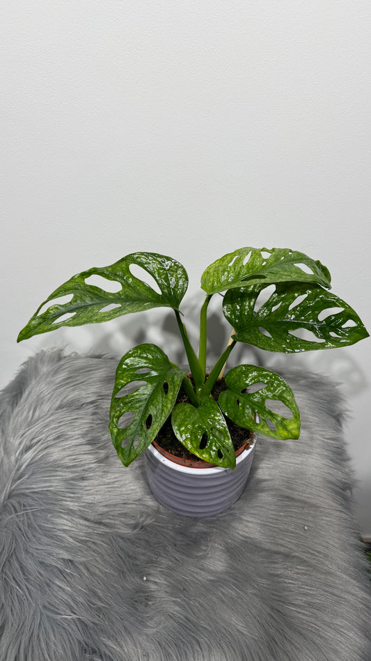 Monstera Adansonii mint