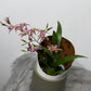 Brassia Summer Dream