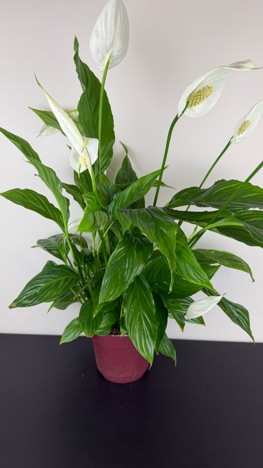 Spathiphyllum