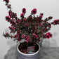 Leptospermum Scoparium