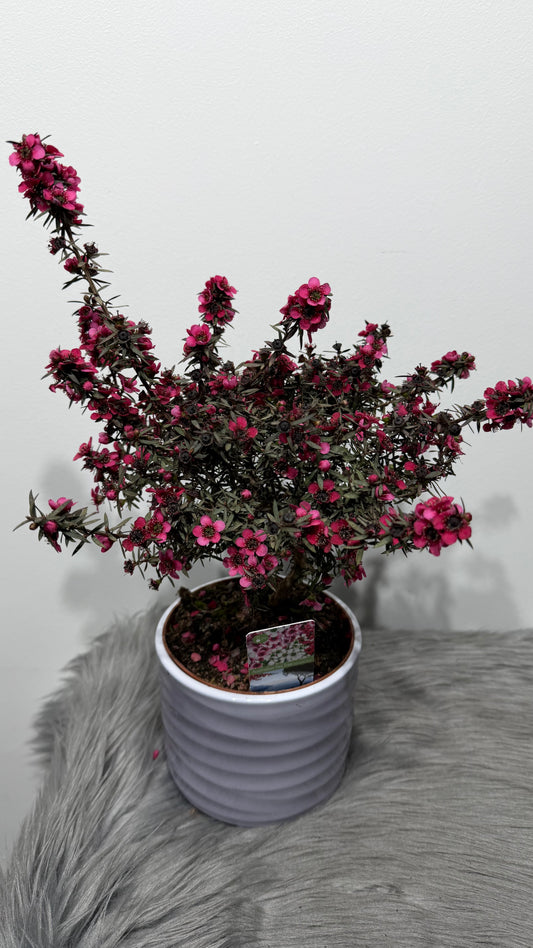 Leptospermum Scoparium