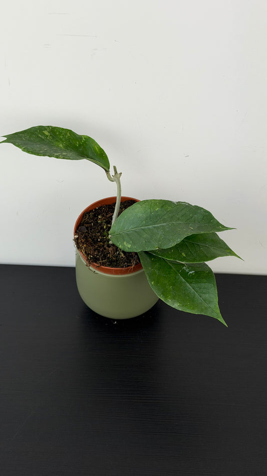 Hoya sp Aceh clone 12