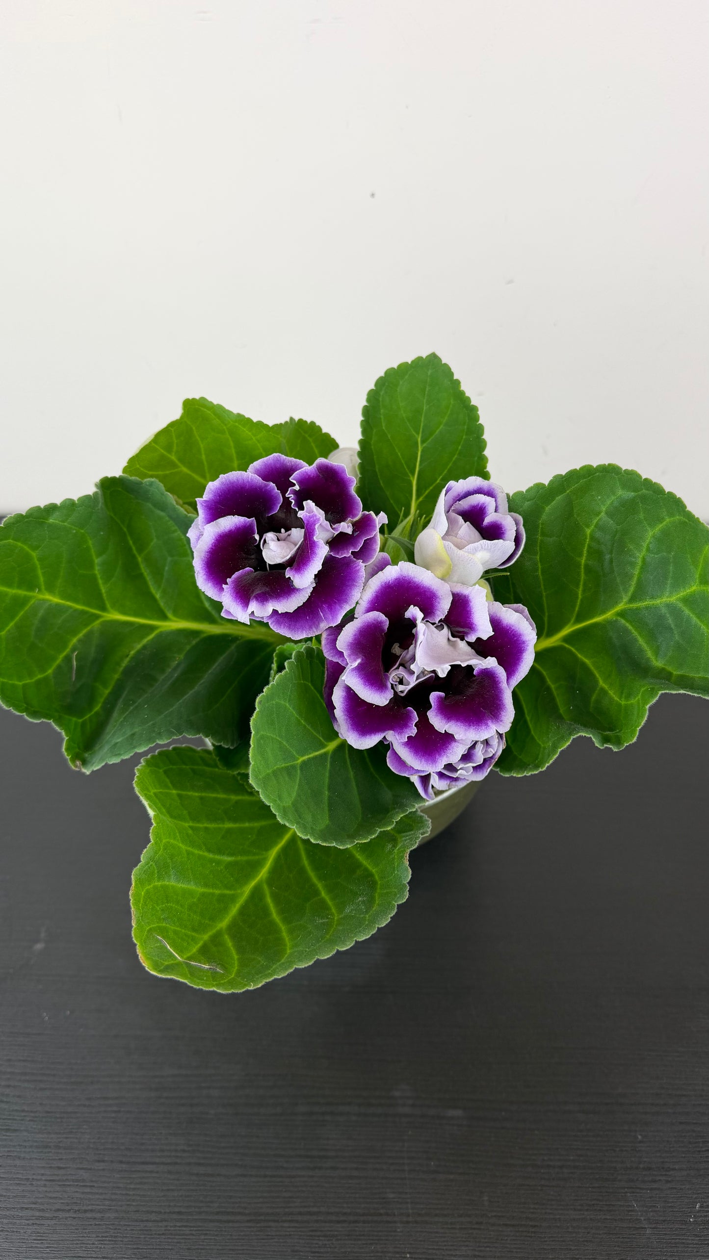Sinningia Brocade Violeta/White