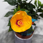 Hibiscus yellow/orange
