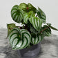 Peperomia Argyreia