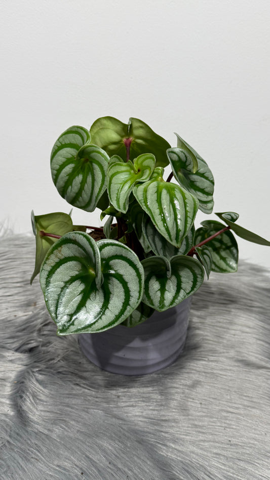 Peperomia Argyreia