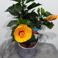 Hibiscus yellow/orange