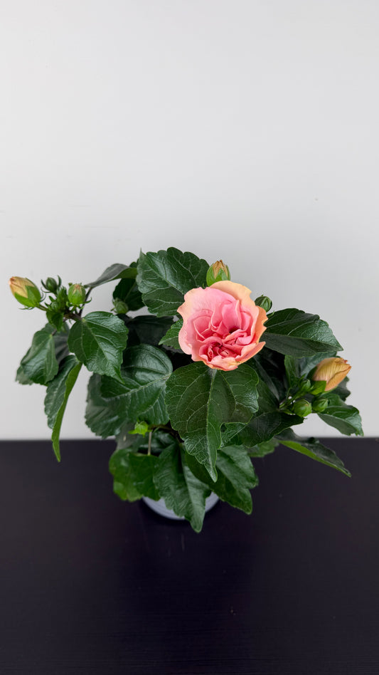Hibiscus rose double
