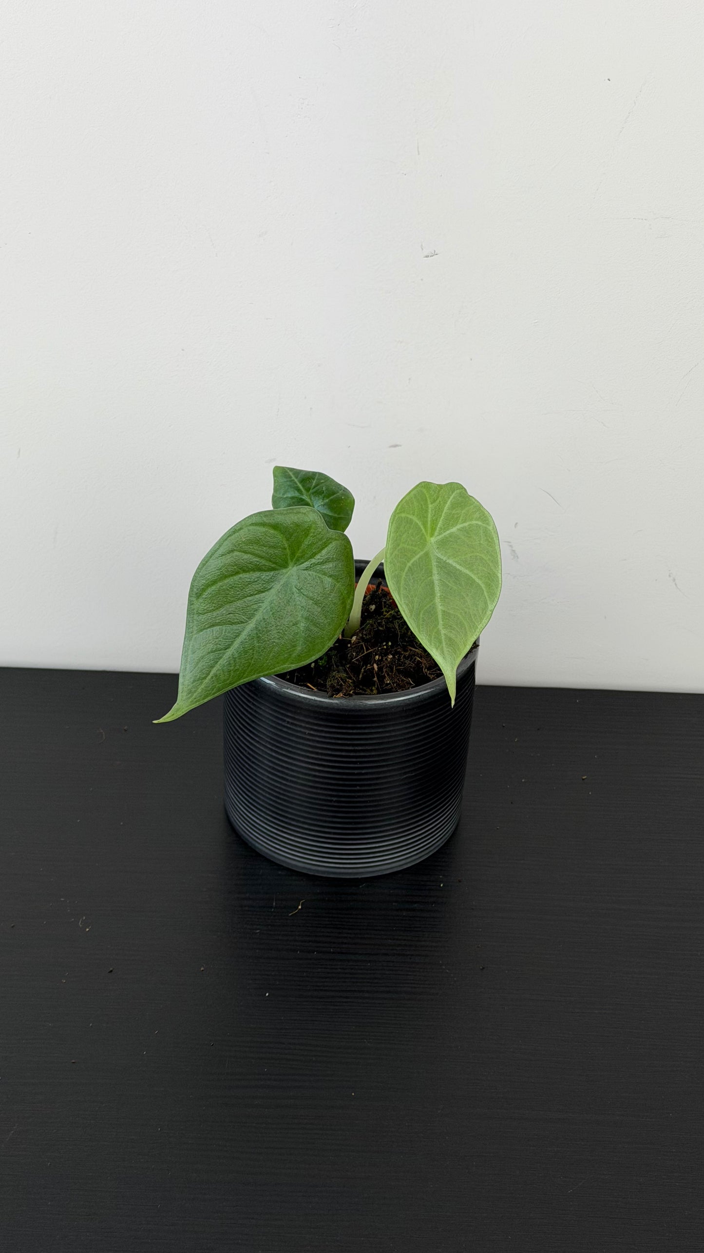 Alocasia Maharani