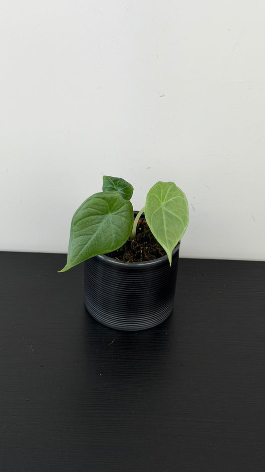 Alocasia Maharani