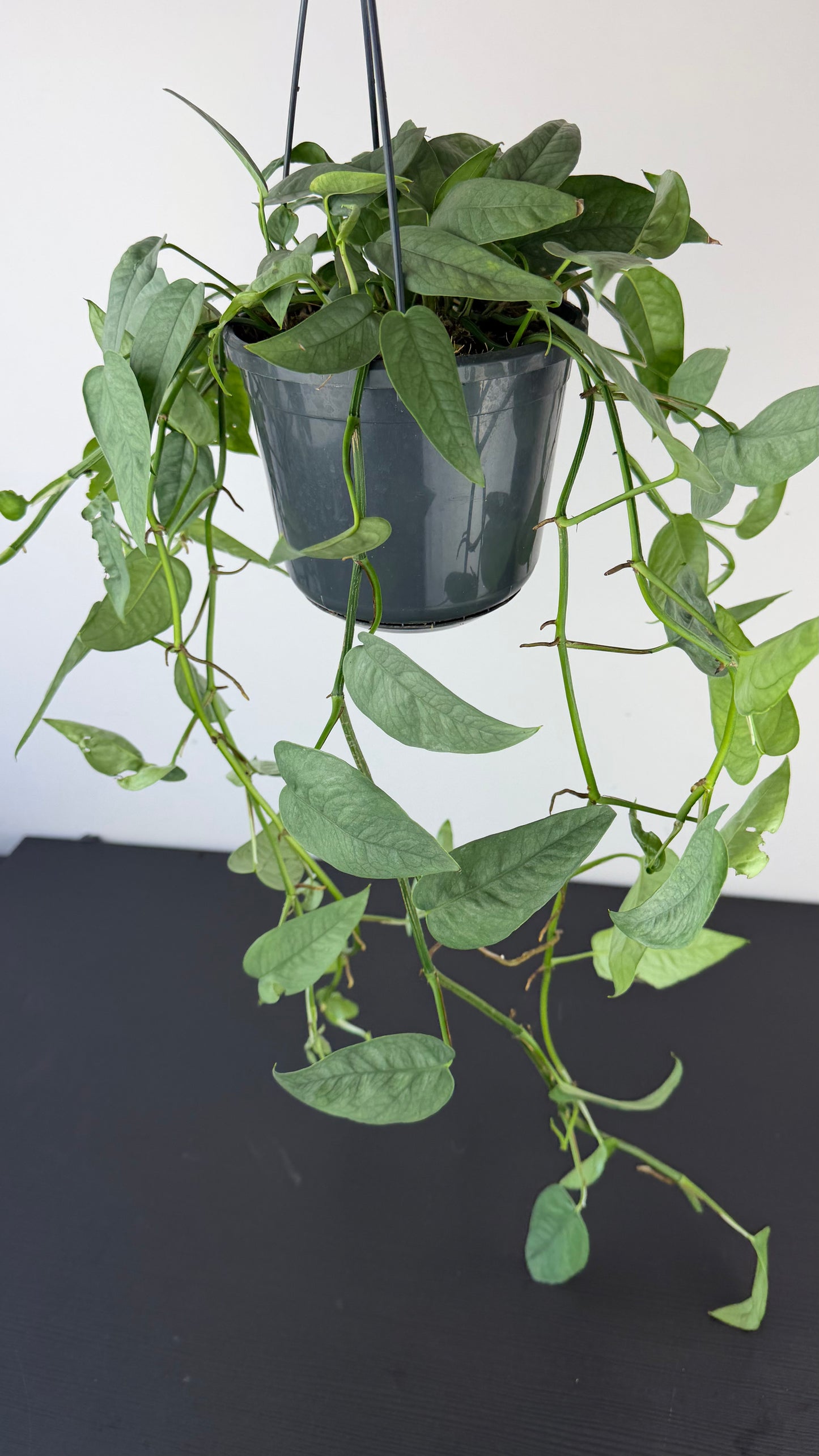 Epipremnum Cebu Blue