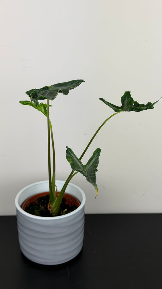 Alocasia Teletubbies