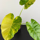 Alocasia odora Variegata