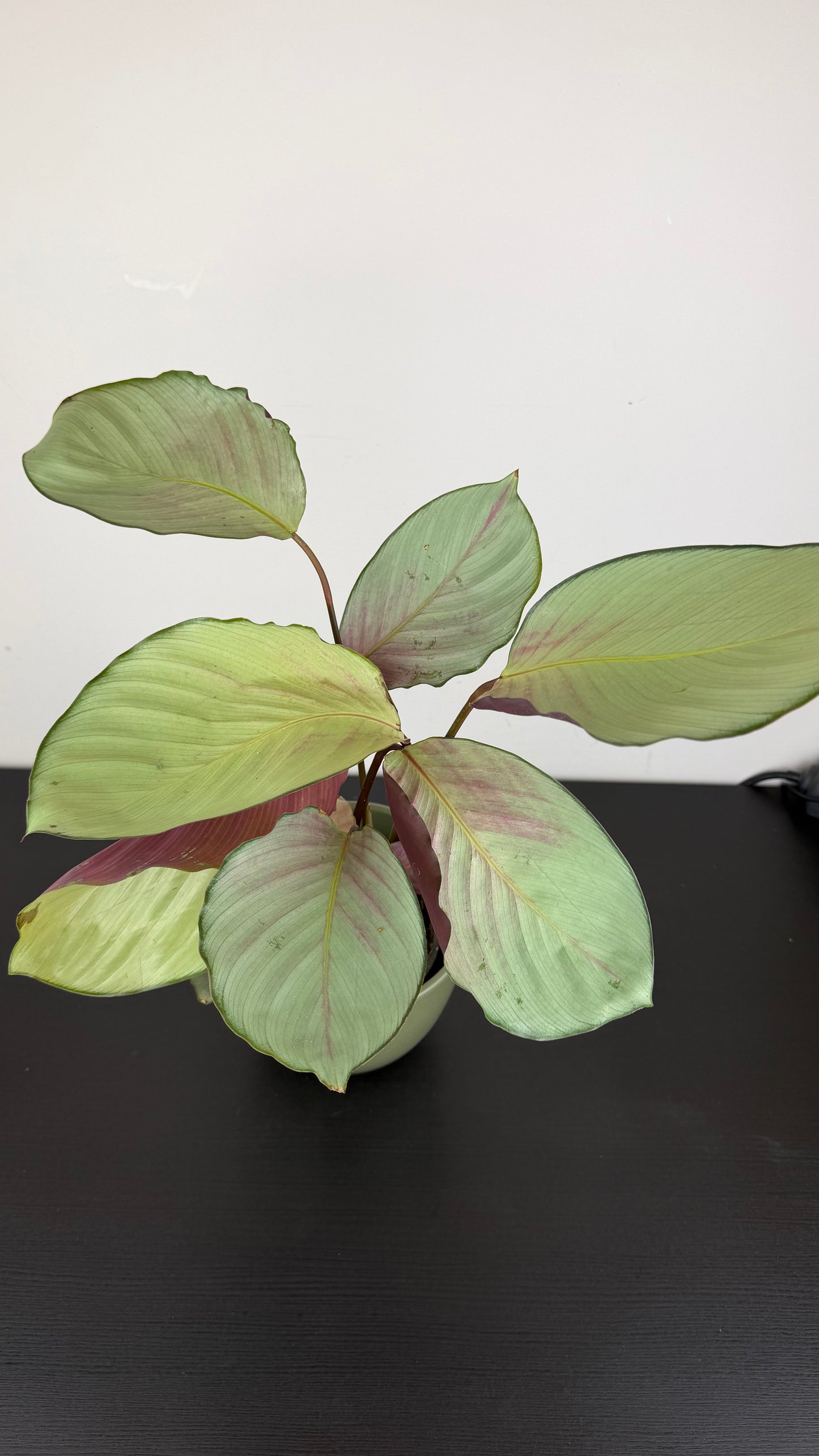 Calathea Roses Silverplate