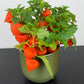 Physalis alkekengi