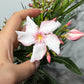 Oleander 2