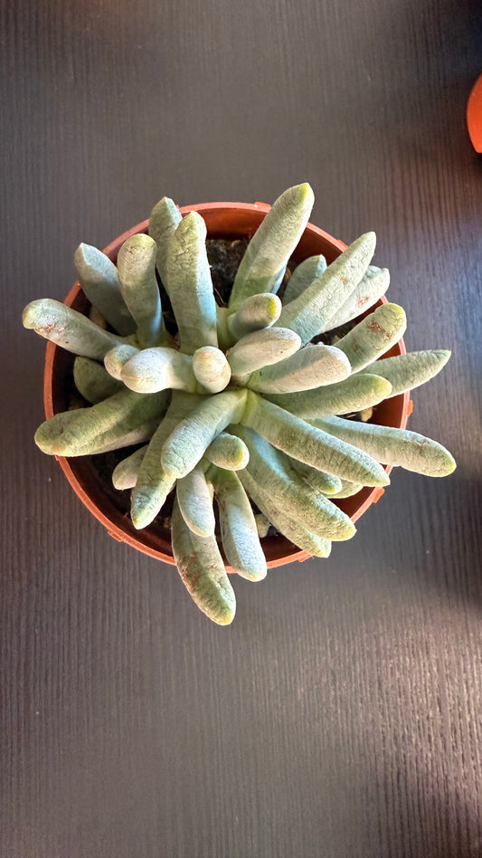 Lithops 5