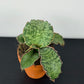 Sansevieria Kirkii Silver Blue