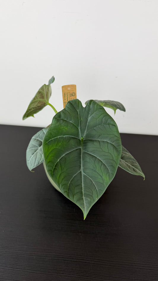 Alocasia Maharani