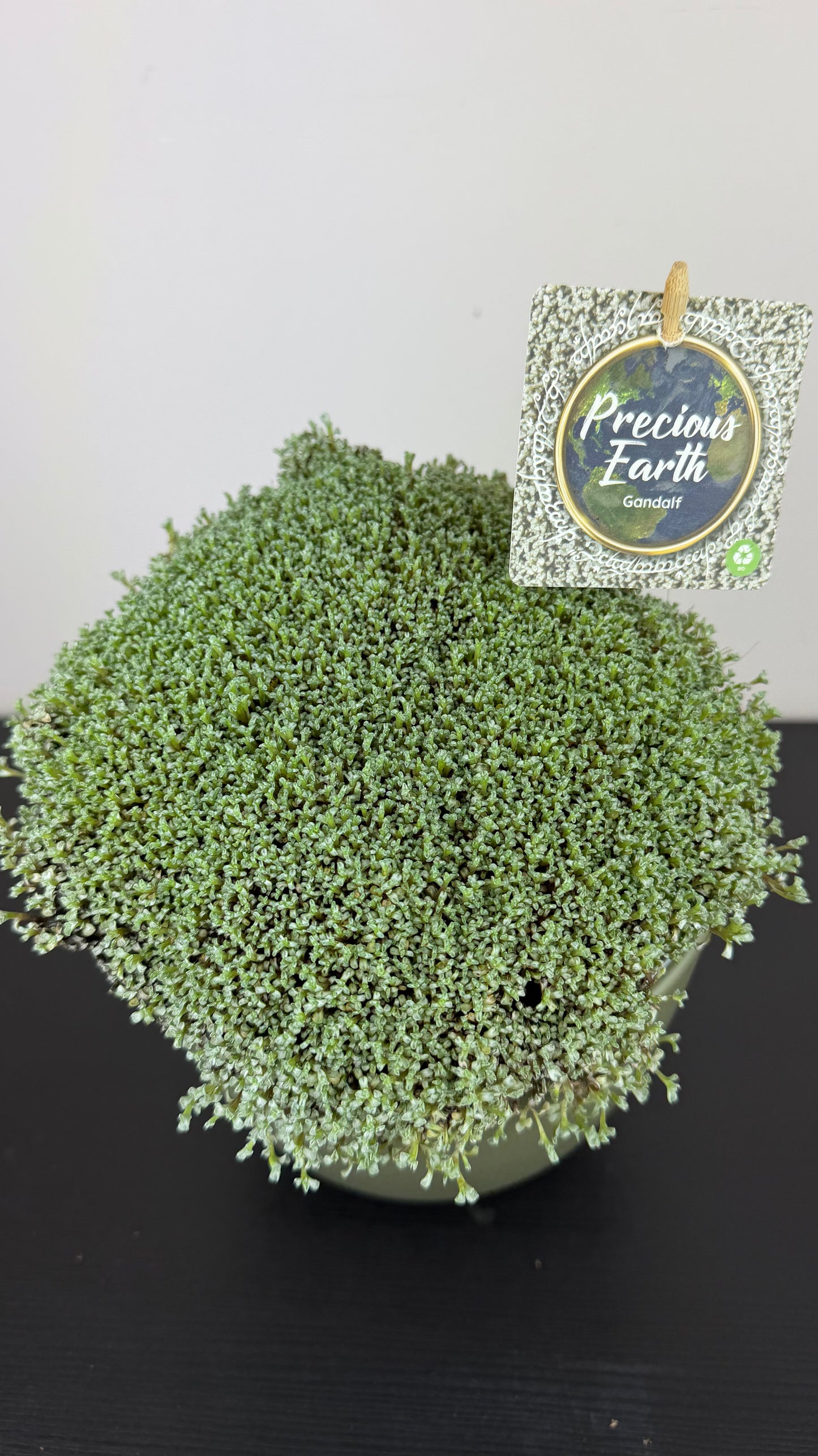 Raoulia australis 'Gandalf'
