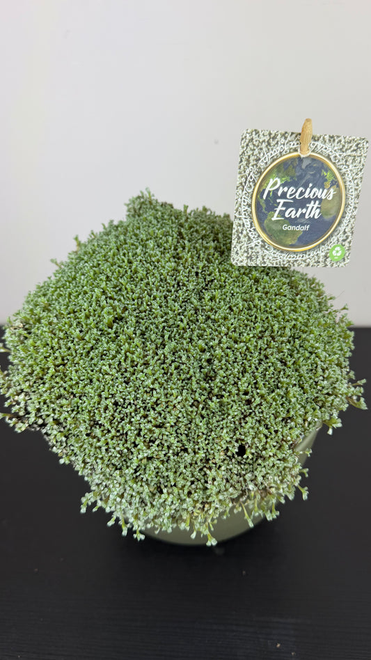 Raoulia australis 'Gandalf'