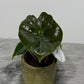 Alocasia Golden Bone