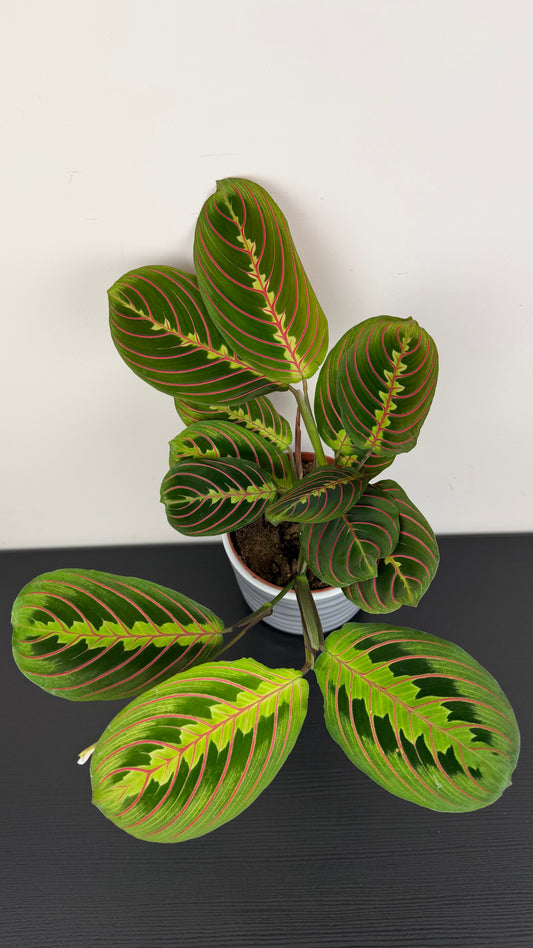 Maranta Red Stripe
