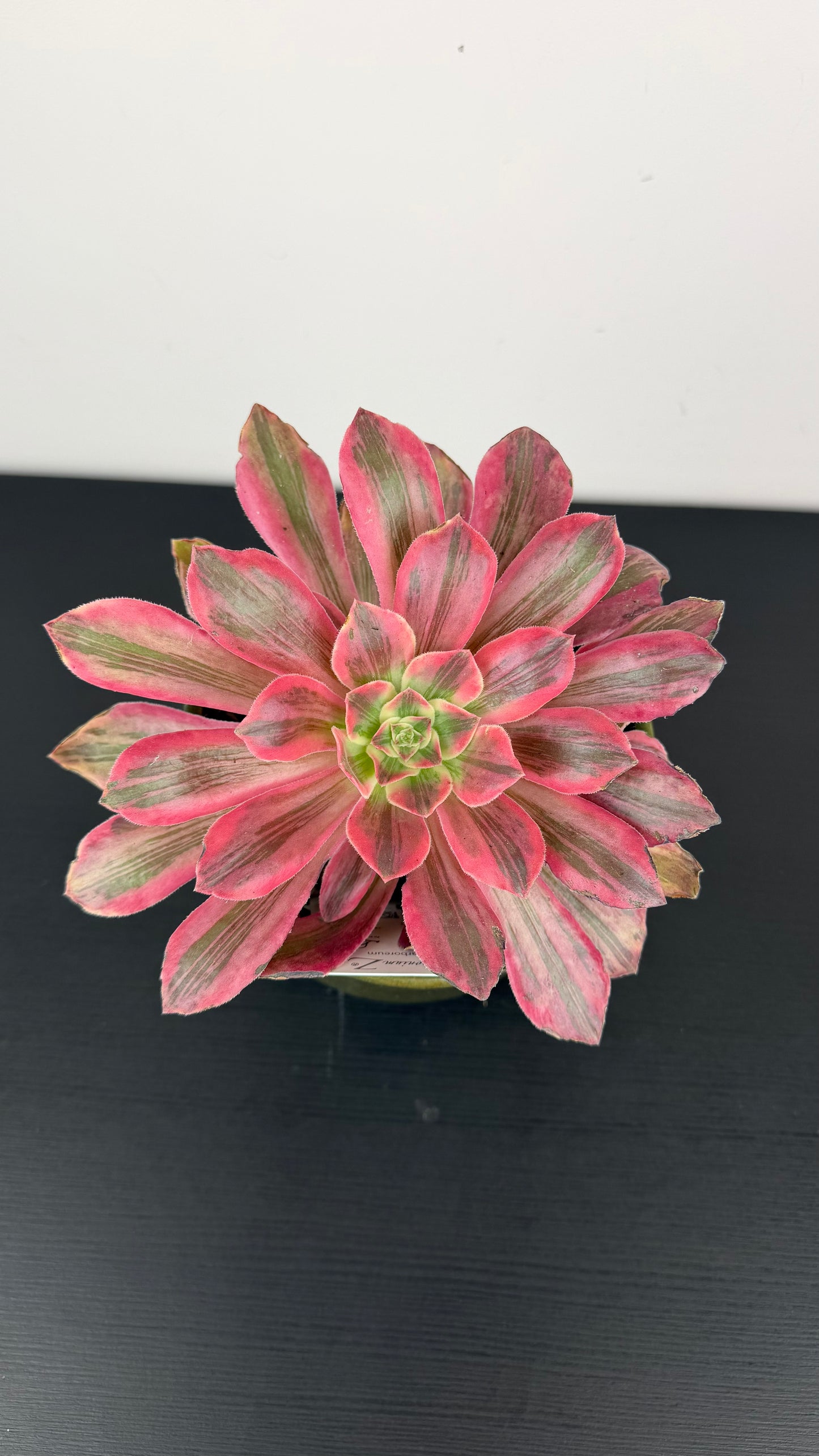 Aeonium 11